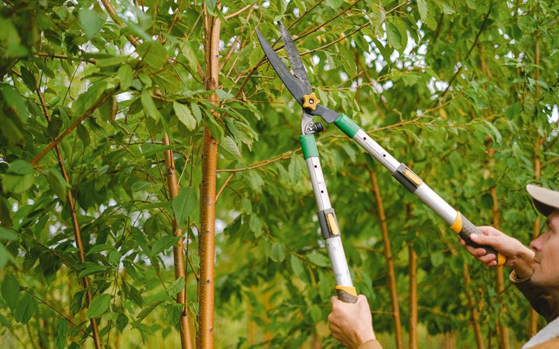Tree trimming in Summerfield, NC